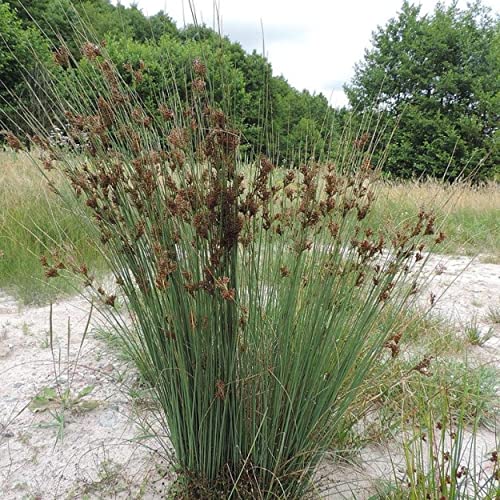 Chalily Blue Arrows Rush, a Great Live Pond Plant for Your Water Garden. Filters koi and Goldfish Ponds. Good for Bogs, Plant Shelf or Shallow Water This marginal Aquatic is a Real Beauty - color: Blue Arrows Rush