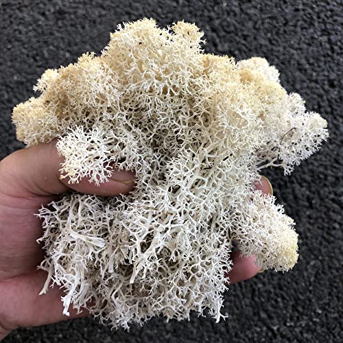 Preserved Reindeer Moss Natural Green DIY Kit Gardenning Art Wall Decor Florist Decor Easter Table Decor Wedding - color: White-01, size: 0.85 lb