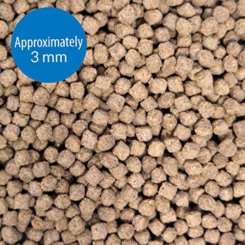 API BOTTOM FEEDER PELLETS WITH SQUID Fish Food 7.9-Ounce Container - size: 7.9 Ounce (Pack of 1), style: Bottom Feeders