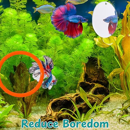 Betta Mirror Enrichment Fish Toys Stimulation, 2 pcs Exercise Feeding Rings And Training Mirror With Floating Ball Toy, Betta Fish Tank Accessories, Small Aquarium Tank Decoration (Orange, M) - color: Orange, size: M