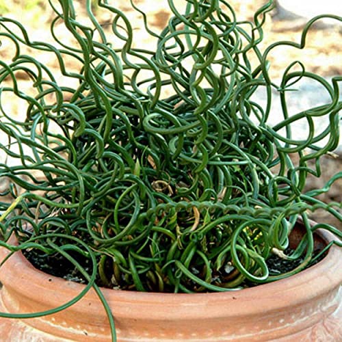 Chalily Corkscrew Rush, a Great Live Pond Plant for Your Water Garden. Filters The koi and Goldfish Pond. Good for Bogs, Plant Shelf or Shallow Water This marginal Aquatic is a Real Beauty - color: Corkscrew Rush