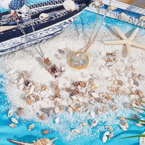 PH PandaHall 1290pcs Tiny Sea Shells No Hole Seashells Natural Conch Seashell Bulk for Resin Crafts Candle Making Vase Fillers Fish Tank Mirror Decoration Oceaan Beach Theme Party 7~15mm