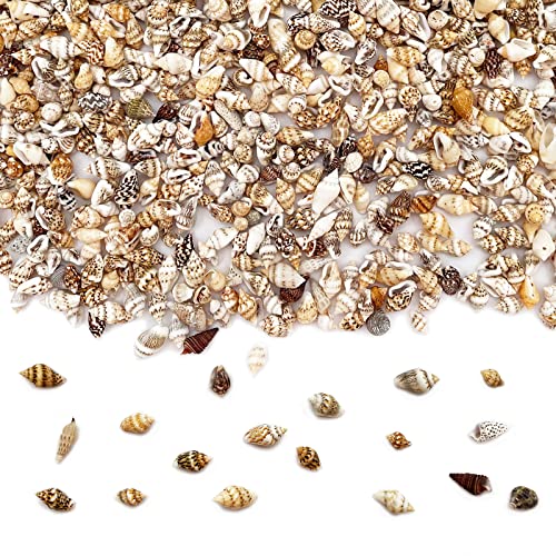 Tiny Sea Shells, Mixed 1500 PCS Ocean Small Beach Spiral Seashells Craft Charms for Home Decorations, Beach Theme Party, Candle Making, Wedding Decor, DIY Crafts, Fish Tank and Vase Filler - color: 1500pcs Seashells