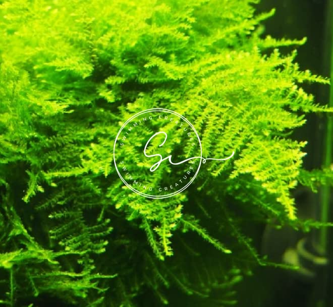 Swimming Creatures™ Live Aquarium Plants (Christmas Moss (25sq inch Portion)) - color: Christmas Moss (25sq inch Portion)
