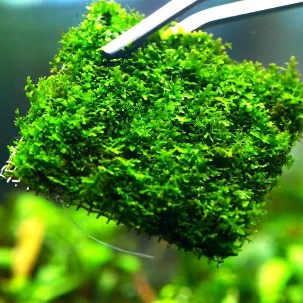 Java Moss Live Plant for Aquarium, 10 Square Inches Coral, with 1x Plastic Ball Holder, Freshwater Live Aquarium Plants Shaping Filter