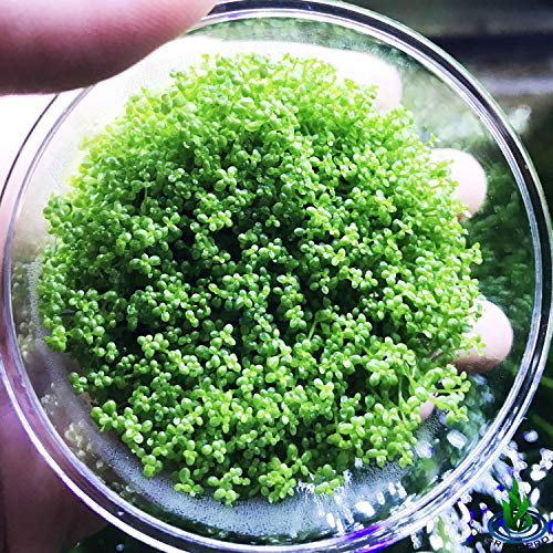 Dwarf Baby Tears Hemianthus Callitrichoides Java Moss Live Aquarium Plants Freshwater Fish Tank Vitro TC Cup