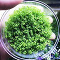 Dwarf Baby Tears Hemianthus Callitrichoides Java Moss Live Aquarium Plants Freshwater Fish Tank Vitro TC Cup