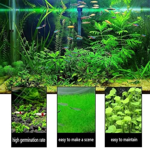4 Pack Aquarium Plant S.e.e.d Set, not Artificial plasticl Plant. Real Grass Tank Decor Replacement for Resin or Plastic Grass N0：9527-17