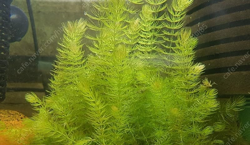 Swimming Creatures™ Live Aquarium Plants (1 X-Large Bunch Hornwort) - color: 1 X-Large Bunch Hornwort