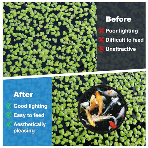 PAGOW 10pcs Fish Feeding Rings Set, Floating Aquarium Plant Corral, Round & Square Fish Feeder Rings for Fish Tank, Floating Plant Ring, Fish Tank Aquarium Accessories for Betta (Black) - color: Black