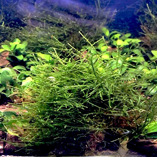 Live Plants on Driftwood | Aquatic Plants for Aquariums and Vivariums (Java Moss on Driftwood) - style: Java Moss on driftwood