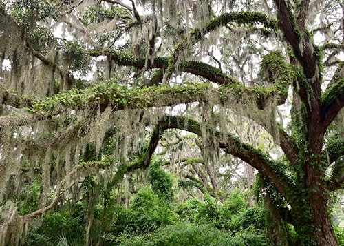 ragnaroc Tillandsia Usneoides ‘Thick-Colombian Spanish Moss’ - ragnaroc Indoor Tropical Plant 16” / 1 oz - Live Arrival Guaranteed - Live Air Plant & House Plants for Home Decor & Gift - size: 1 Oz