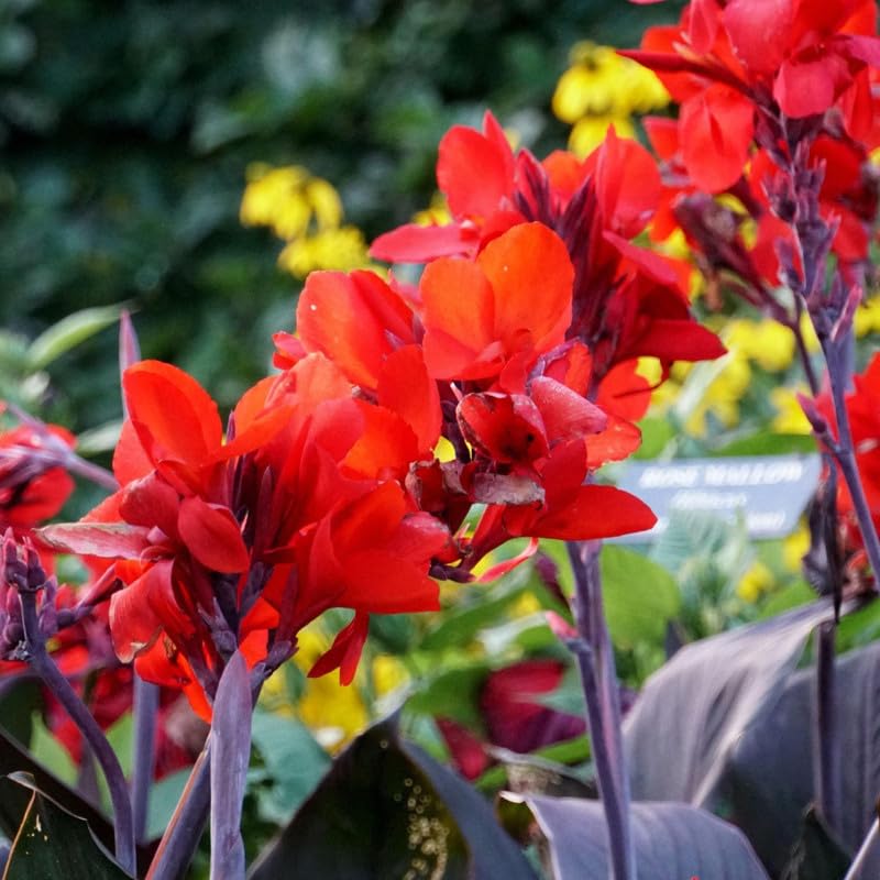 Canna 'Compact Australia', a Great Live Pond Plant for Your Water Garden. Filters The koi and Goldfish Pond. Good for Bogs, Plant Shelf or Shallow Water This marginal Aquatic is a Real Beauty - color: Canna 'Compact Australia'