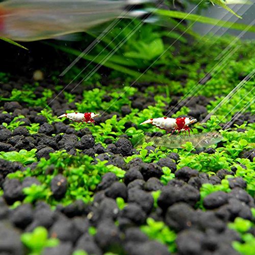 3 Pack Aquarium Plant s-e-e-d. Mini-Leaf 30gram. not Plastic Carpet Decor Decoration not Artificial YZ-AAA04