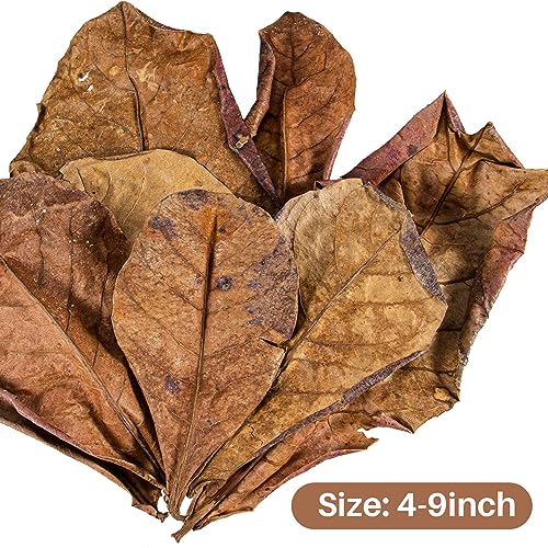 Sukh 30 Indian Almond Leaves for Betta - Large Catappa Aquariums Almond Water Conditioner Aquarium Shrimp Tank Betta Tank Decorations Leaf Hammock Fish Tank Accessories