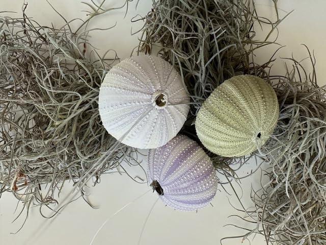 Jellyfish Spanish Moss Air Plant - Live Plant - Hanging Sea Urchin (Set of 3 Small Urchins) - size: Set of 3 Small Urchins