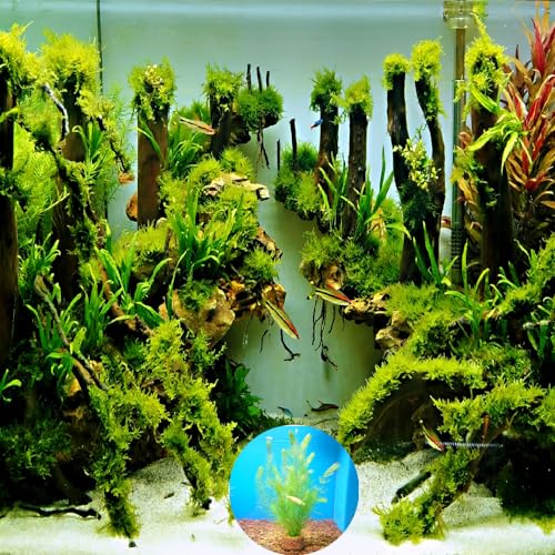 6 Pcs Aquatic Water Plant Fixed Rings, Aquarium Landscape Ceramic Pottery Plant Pot Gravity Ring for Fish Tank Accessories (Medium Sized) - size: Medium