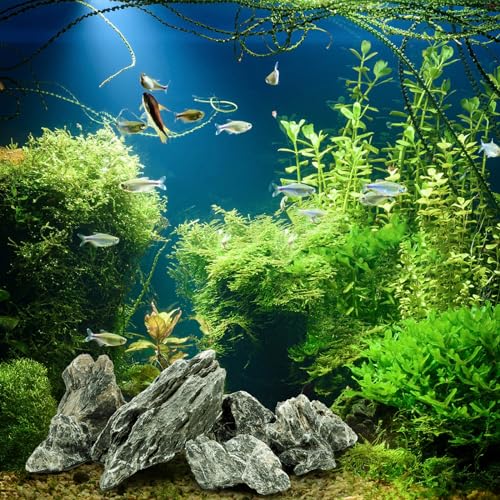 12lb Seiryu Stone, Aquarium Rocks for Terrariums, Paludarium, Vivariums, Reptile, Amphibian Enclosures, Fish Tank Decor for Aquarium Landscaping Models