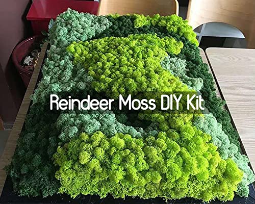 Preserved Reindeer Moss Natural Green DIY Kit Gardenning Art Wall Decor Florist Decor Easter Table Decor Wedding - color: Green-09, size: 0.85 lb