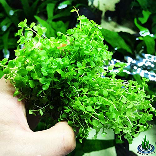 Micranthemum Monte Carlo 3-Bunch Freshwater Live Aquarium Plants Carpet Tank Decoration
