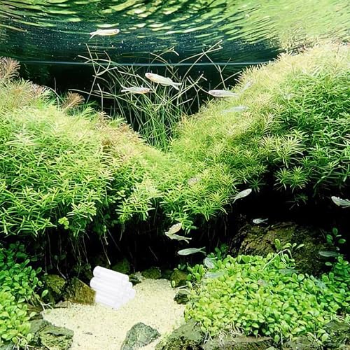 Crystal Shrimp House Acrylic Shrimp Cave Aquarium Décor Shelter Hideaway Stress Reduction Breeding Tube Aquatic Accessories for Fish Tank