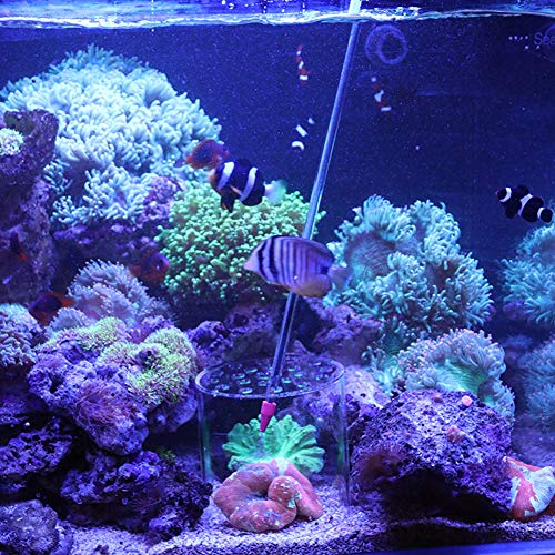 Transparent Coral Feeding Breeding Protection Cover, Acrylic Transparent Coral Feeder Cover Anti-Feeding Shrimp for Aquarium Fish Tank (150mm)