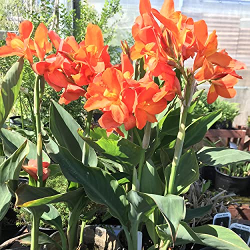 Chalily Canna ‘Chiquita Punch’, a Great Live Pond Plant for Your Water Garden. Filters The koi and Goldfish Pond. Good for Bogs, Plant Shelf or Shallow Water This marginal Aquatic is a Real Beauty - color: Canna 'Chiquita Punch'
