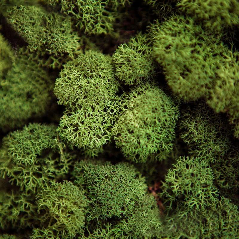 Preserved Reindeer Moss Natural Green DIY Kit Gardenning Art Wall Decor Florist Decor Easter Table Decor Wedding - color: Green-06, size: 0.85 lb
