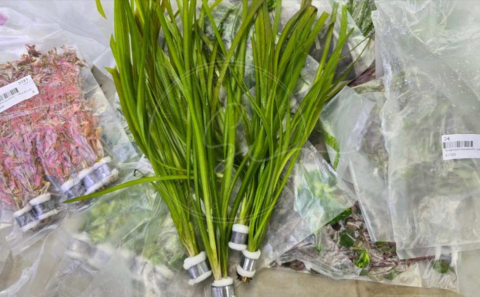 Swimming Creatures™ Live Aquarium Plants (10 Species Bundle) - color: 10 SPECIES BUNDLE
