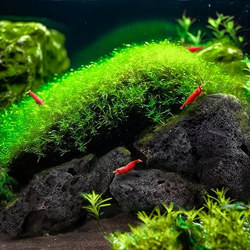 LANDEN Black Lava Stones (16lbs,3~10inch,11pcs) for Aquascaping Terrariums, Paludarium, Vivariums, Reptile and Amphibian Enclosures - size: 04 Black Lava Stones（3-10inch,16lbs）