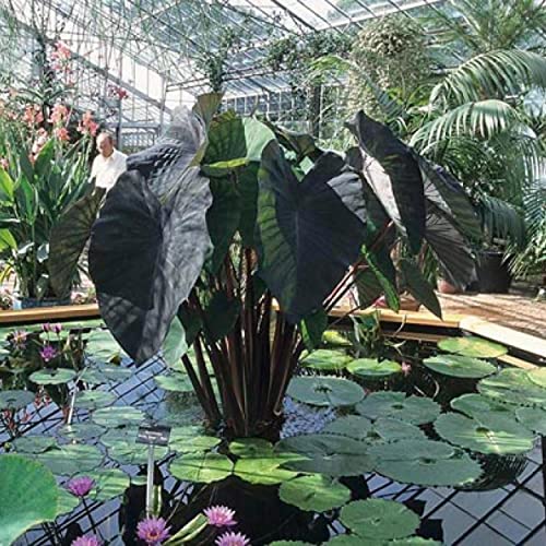 ‘Black Magic’ Taro, a Great Live Pond Plant for Your Water Garden. Filters The koi and Goldfish Pond. Good for Bogs, Plant Shelf or Shallow Water This marginal Aquatic is a Real Beauty - color: Black Magic Taro