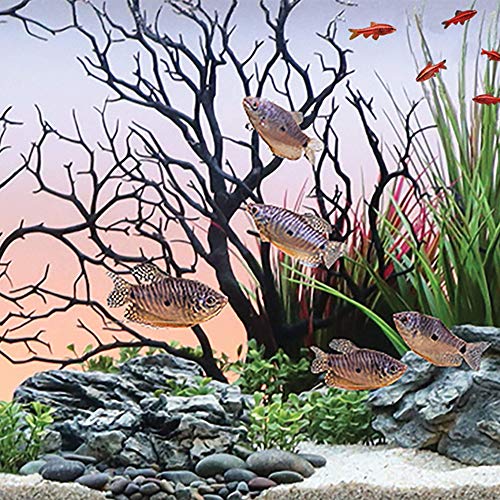CURRENT USA Black Manzanita Branch 22-inch Tall with Weighted Base | Tree Branches Molded Aquarium Decor Decoration Fake Artificial Fish Tank Ornament for Freshwater or Saltwater (7817) - color: Black