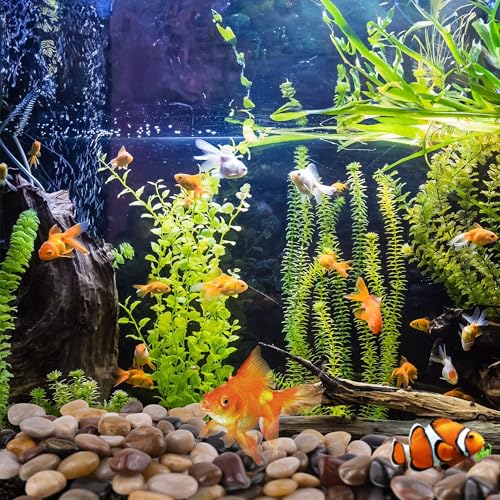 5lbs Pebbles for Indoor Plants, 1-2Inch Mixed Color Natural River Rocks for Aquarium, High Polished Decorative Stones for Vase Filler Fish Tank Landscaping Garden - color: Mixed Color, size: 5 Pounds