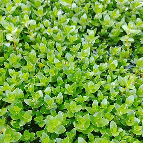 SubstrateSource Live Plant - Bacopa Caroliniana Red Tissue Culture Aquatic Live Aquarium Plant - 100% Snail Free in Vitro Cup (Bacopa Caroliniana Red) - color: Bacopa Caroliniana Red