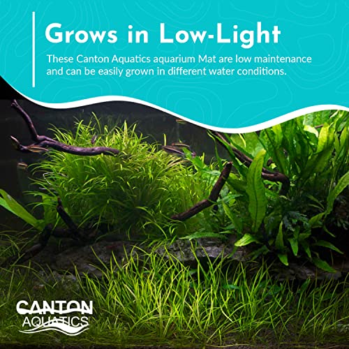 Dwarf Hairgrass Eleocharis - Freshwater - Medium-High Light