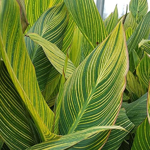 Canna ‘Pretoria’, a Great Live Pond Plant for Your Water Garden. Filters koi and Goldfish Pond. Good for Bogs, Plant Shelf or Shallow Water This marginal Aquatic is a Real Beauty - color: Canna 'Pretoria'