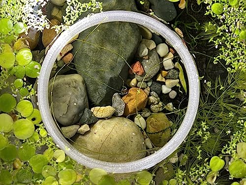 Aquarium Feeding Ring Translucent (5 Inch)