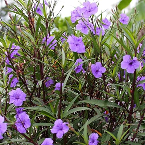 Chalily Blue Bells, a Great Live Pond Plant for Your Water Garden. Filters koi and Goldfish Ponds. Good for Bogs, Plant Shelf or Shallow Water This marginal Aquatic is a Real Beauty - color: Blue Bells