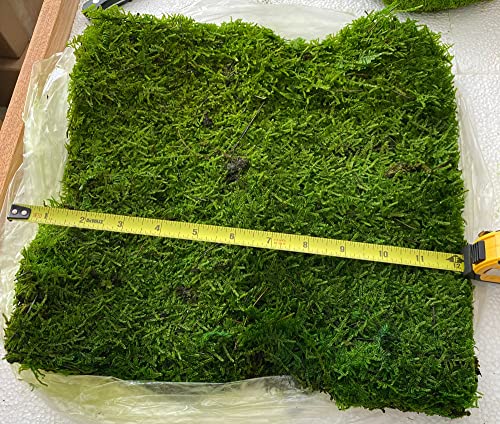 Preserved Sheet Moss Natural Green Decorative Real Natural Green DIY Kit Gardenning Art Wall Decor Florist Decor Easter Table Decor Wedding 2 sq.ft.Green-B - color: Green-b, size: 2.0 sq.ft.