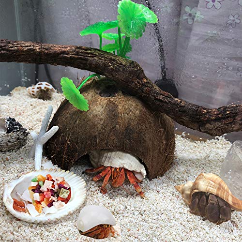 SINKOO 17PCS Hermit Crab Shells (9 Types), Natural Turbo Seashells 0.98"-3.15" for Small Medium Large Crab Growth Hideouts, Hermit Crab Accessories and Aquarium Tank Beach Decor