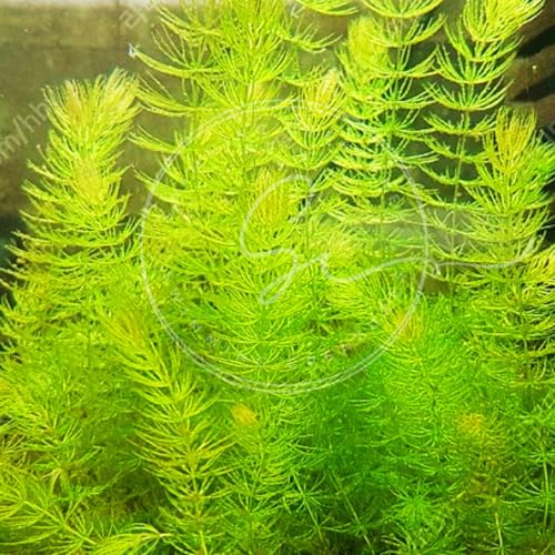 Swimming Creatures™ Live Aquarium Plants (2 Large Bunch Hornwort) - color: 2 Large Bunch Hornwort