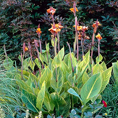 Canna ‘Pretoria’, a Great Live Pond Plant for Your Water Garden. Filters koi and Goldfish Pond. Good for Bogs, Plant Shelf or Shallow Water This marginal Aquatic is a Real Beauty - color: Canna 'Pretoria'