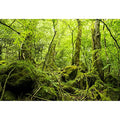8x6ft Peaceful Natural Scenery Backdrop Evergreen Forest Rustic Landscape Sunshine Tree Photography Background Kids Birthday Party Banner Adventure Theme Polyester Studio Props Portrait Photo - size: 8x6ft-P