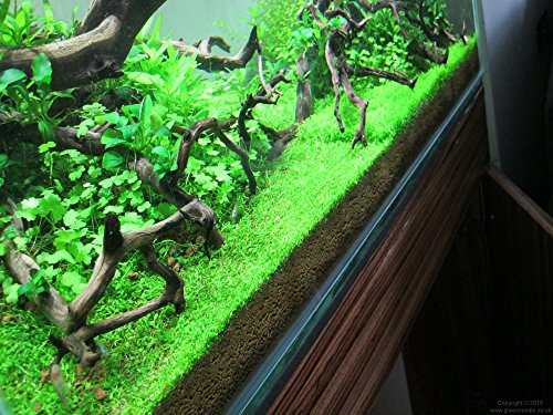 Tissue Culture Live Aquarium Plants | in Vitro Freshwater Aquatic Plants for Small Aquariums and Foreground (Monte Carlo) - style: Monte Carlo