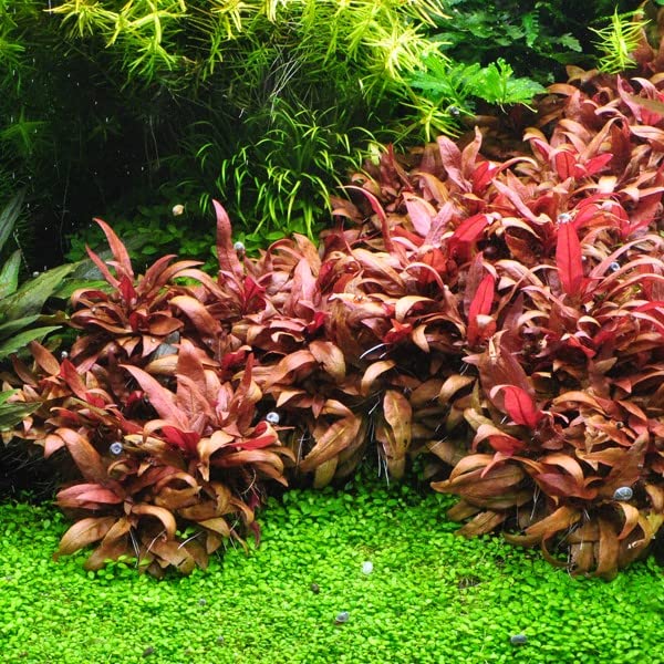 Tissue Culture Live Aquarium Plants | in Vitro Freshwater Aquatic Plants for Small Aquariums and Foreground (Alternanthera Reineckii) - style: Alternanthera Reineckii