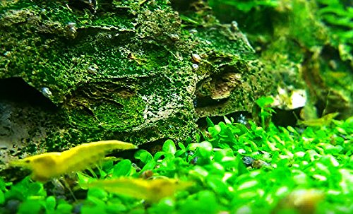 Micranthemum Monte Carlo Potted Live Aquarium Plants for Freshwater Carpet Foreground Fish Tank