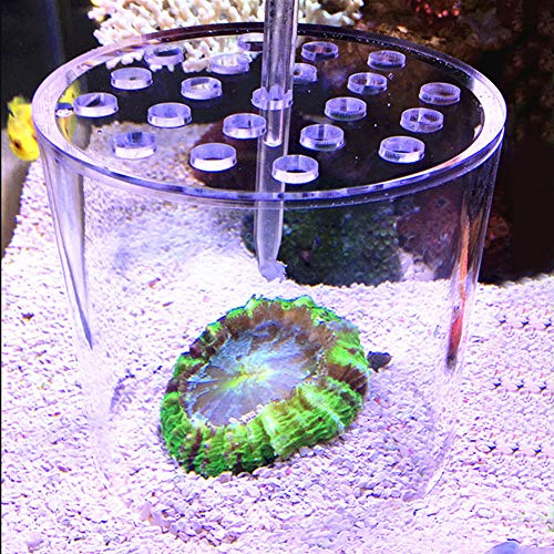 Transparent Coral Feeding Breeding Protection Cover, Acrylic Transparent Coral Feeder Cover Anti-Feeding Shrimp for Aquarium Fish Tank (150mm)