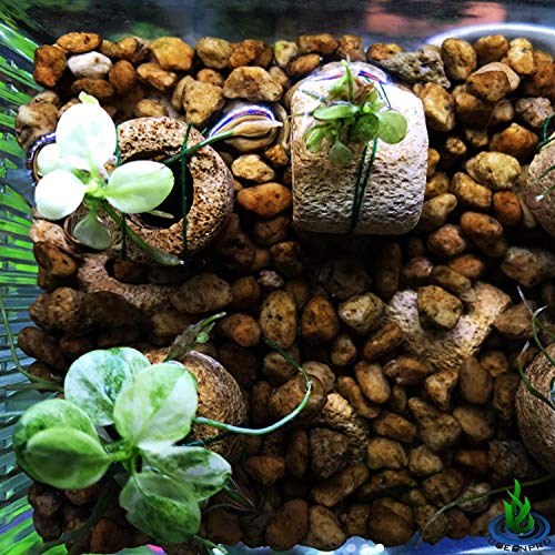 Anubias Nana Marble White Pinto Nano Mini Tissue Culture Freshwater Live Aquarium Plants Decoration