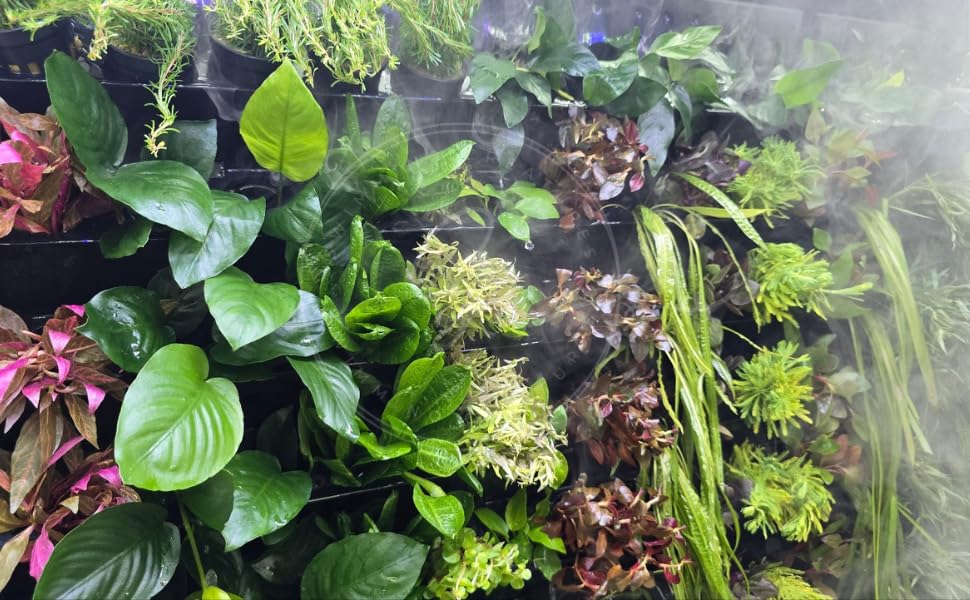 Swimming Creatures™ Live Aquarium Plants (10 Species Bundle) - color: 10 SPECIES BUNDLE