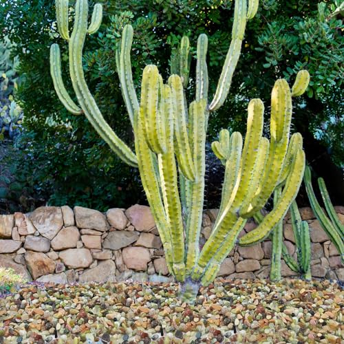 YISZM 10LB Succulent and Cactus Colorful Pebbles, 3/8 Inch Natural Decorative Polished Stones, River Rocks for Indoor Plants, Vases, Planters and Outdoor Gardening - color: Colorful, size: 10 Pounds